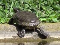 Zaradny żółwik