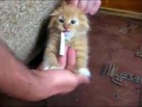 Kotek - nałogowy palacz