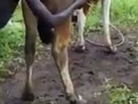 Technika dmuchania w krowę, aby zwiększyć produkcję mleka