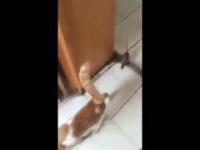 Kot ucieka przed szczurem