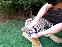 Reakcja tygrysa na wyrwanie zęba