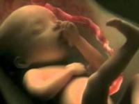 Świetna animacja 9-miesięcznej ciąży od zapłodnienia do porodu
