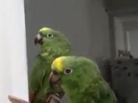 Papuga spiewa