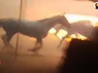 Mężczyzna w pośpiechu ratuje konie z pożaru w Kalifornii