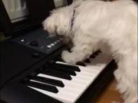 Pies gra na keyboardzie (dog play on keyboard)