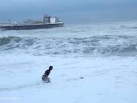 Dramatyczny ratunek tonącego psa na kanale La Manche