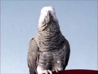Papuga przeklina z akcentem brytyjskim