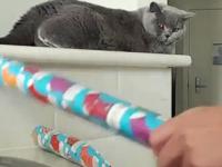 Jak zapakować kota w papier prezentowy