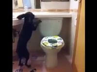 Naucz psa, aby zaspokoił swoje potrzeby w toalecie