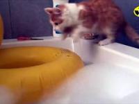 Jak nakłonić kota do kąpieli?