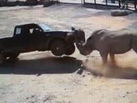 Kompilacja ataków prawdziwego mordercy z Afryki - nosorożca
