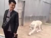 Biały tygrys próbuje zaatakować