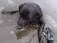 Ratowanie psa uwięzionego na zamarzniętym jeziorze