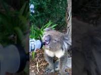 Jeżeli koala pije już wodę to z pogodą musi być naprawdę źle