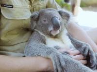 Najbardziej wyluzowana koala na świecie