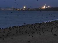 Sztorm na Bałtyku -stado ptaków znalazło miejscówkę na plaży.