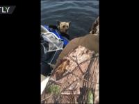 Wędkarze ratują niedźwiedzia przed utonięciem
