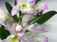 „Orchidea” łapie insekta