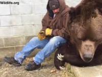 Kiedy twój niedźwiedź miał ciężki dzień i potrzebował się przytulić...