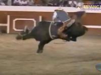 Byk strącił kowboja podczas rodeo