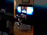 Pies zobaczył siebie w telewizji