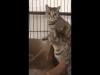 Jak koty reagują na dźwięk grzebienia?