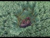 Film z drona - Buszująca w pszenicy locha z warchlakami