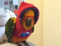 Smieszne wypadki z papugami