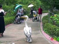 Pelikan wybrał się na spacer