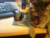 Kot pilnuje myszy komputerowej