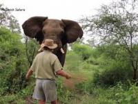 Przewodnikowi udaje się powstrzymać szarżującego słonia w Południowej Afryce