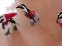 Smieszne wpadki z pingwinami