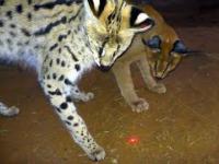 Afrykańskie koty i czerwona kropka lasera
