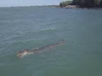 Dron uchwycił, jak dobry krokodyl wziął żółwia na przepływkę