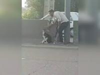 Mężczyzna ratuje psa na środku autostrady