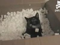 Co się stanie, gdy wrzucisz kota do pudełka ze styropianowym wypełniaczem