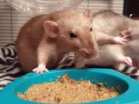 Szczurki przepychają się przy jedzeniu.