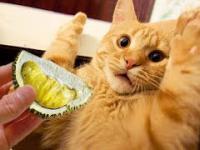 Reakcje kotów na najbardziej śmierdzący owoc świata