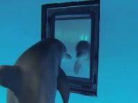 Delfiny przed lustrem
