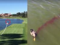 Niespotykany nigdy wypadek w golfie, facet zabija kaczkę w locie
