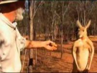 Farmer pokazuje dominację kangurowi próbując z nim walczyć