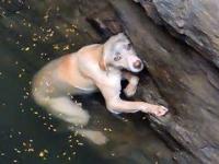 Uwięziony pies, który mógł pływać godzinami