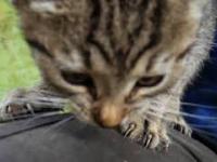 Mały kot skazany na śmierć. Uratowany przez pracowników Zakładu usług leśnych