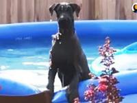 Pies przyłapany na zabawie w basenie