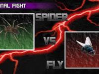 Spider vs Fly