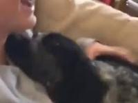 Pies przytulasek