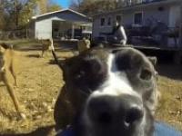 Pies kradnie właścicielowi jego kamerę GoPro