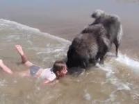 Pies ratownik wyciąga dziewczynkę z fal
