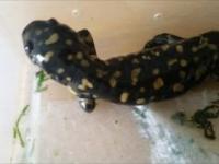 Jak salamandrze odrasta noga