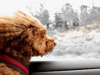 Pies w oknie samochodu, slowmotion